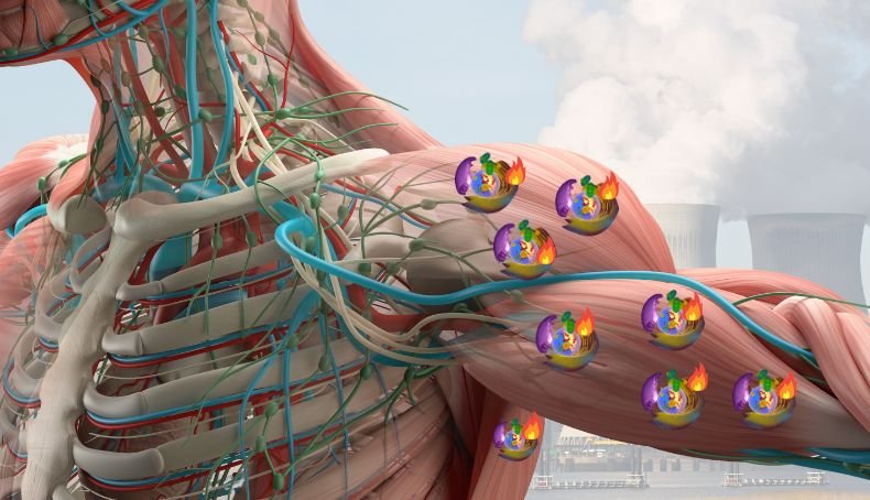 Imagen Parcial de Musculatura de Torso Humano con Brazo Extendido